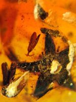 Bernstein Insekte Inkluse Pflanze Naturbernstein Burma echt
