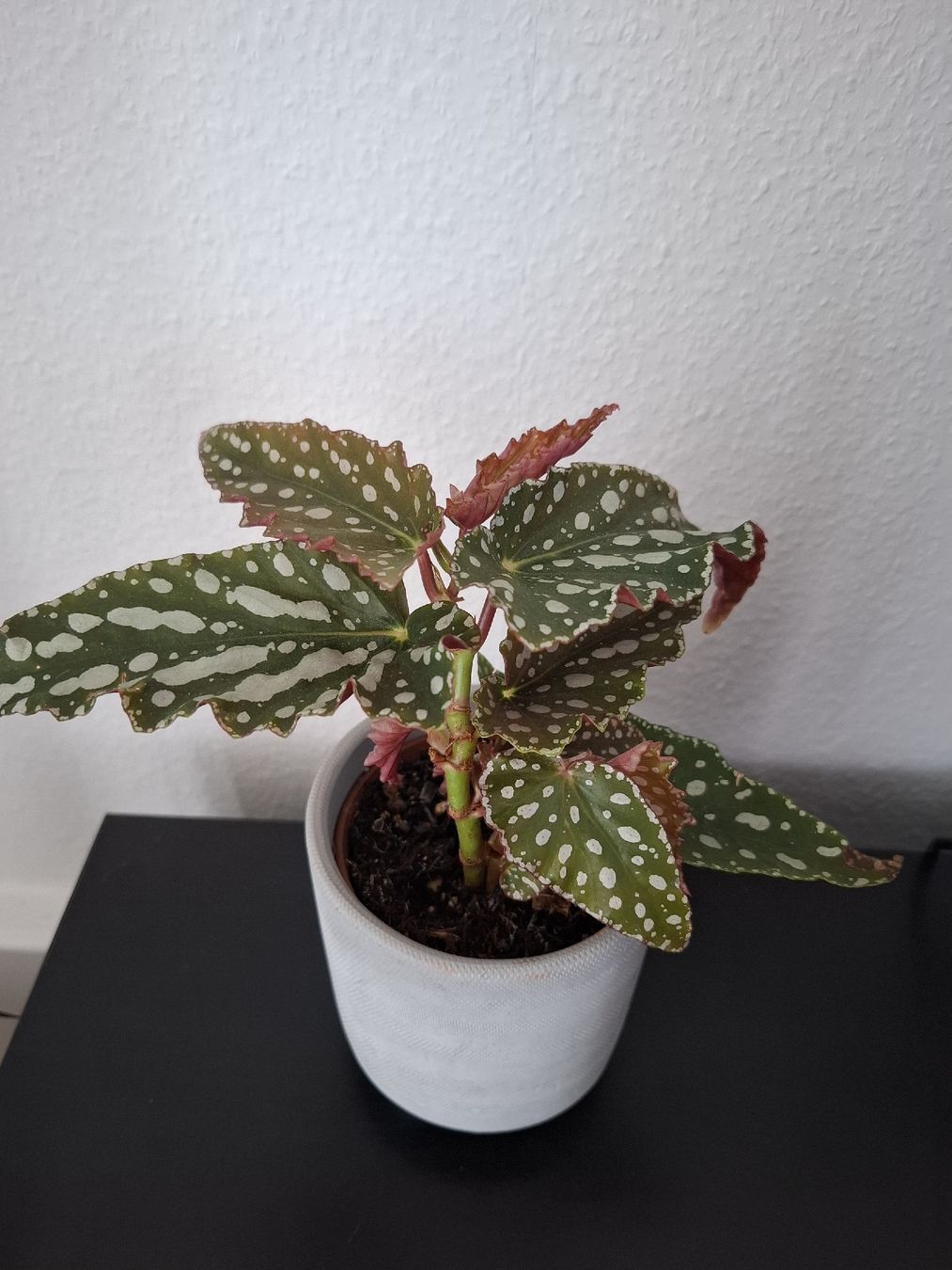 Piante & sementi: Bouture Begonia Maculata et petit cache-pot – Usato da Neuchâtel venduto da FloKo88 3
