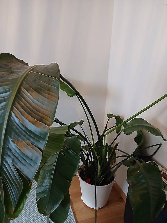 Pflanzen & Samen: Zimmerpflanze gross, Strelitzia – Gebraucht aus Muttenz von bar_j8xd