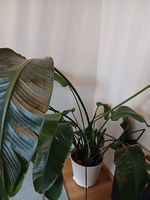 Zimmerpflanze gross, Strelitzia