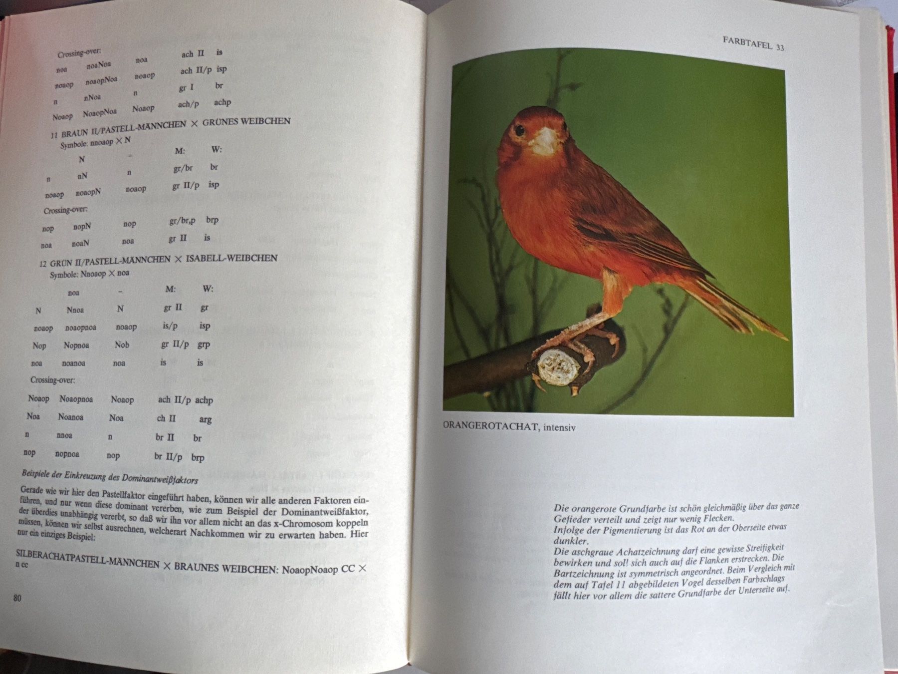 Libri: Das Grosse Kanarienbuch, A. Ruitgers – Usato da Lyss venduto da Nirak6 1