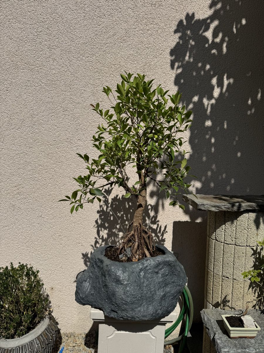 Piante & sementi: Ficus Bonsai im "Stein" 120cm – Usato da Rümlang venduto da Gruseh.ch 5
