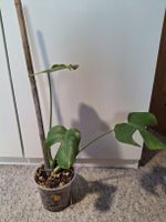 Monstera deliciosa/Fensterblatt (2/6)