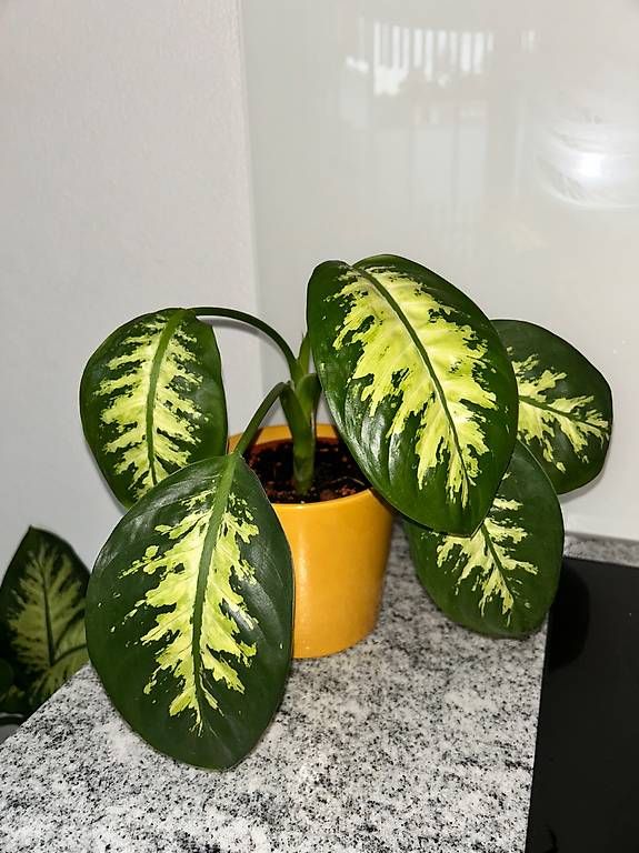 Piante & sementi: Dieffenbachia Zimmerpflanze inkl. Topf  – Usato da Allschwil venduto da ann_2t6s 1
