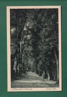 LICHTENWALDE bei Chemnitz - Lindenallee - 1921