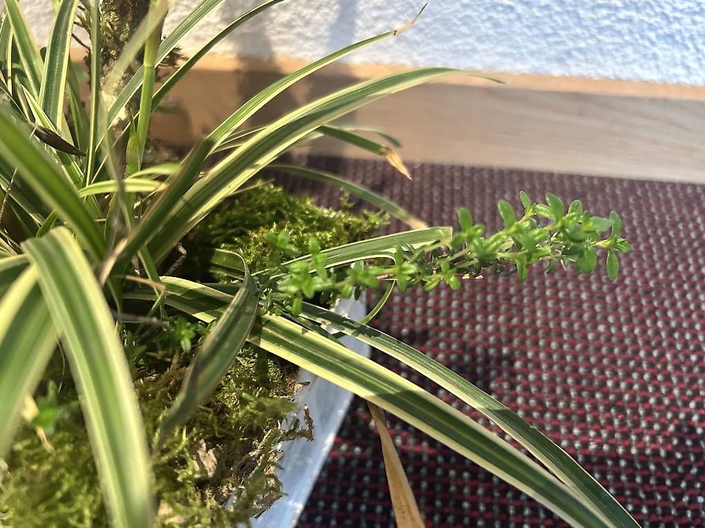 Tutte le decorazioni: Arrangement in der Guetzlidose  – Usato da Frauenfeld venduto da Irene.Schuppli 2