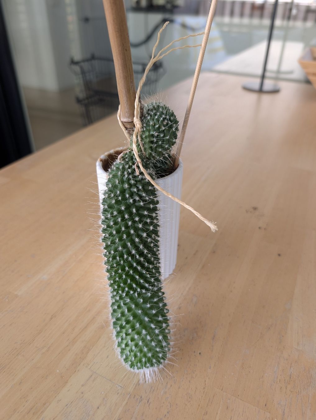 Pflanzen & Samen: Mammillaria Kaktus inkl. Übertopf – Gebraucht aus Allschwil von JakubN16