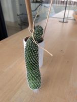 Mammillaria Kaktus inkl. Übertopf