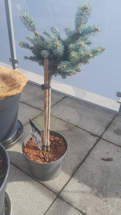 Pflanze kleine Tanne im Topf. Kaufen auf Ricardo