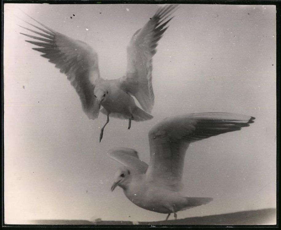 Fotografie & Manifesti: Fotografie Möwe während der Landung – Usato da Berlin venduto da bartko-reher