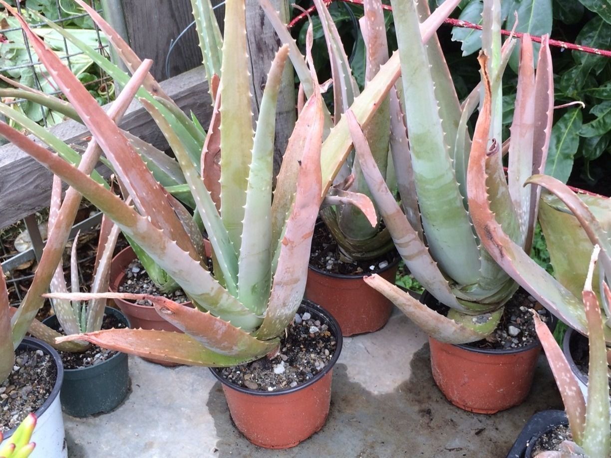 Piante & sementi: Aloe vera – Nuovo (secondo la descrizione) da Vinelz venduto da Wellensittich55 2