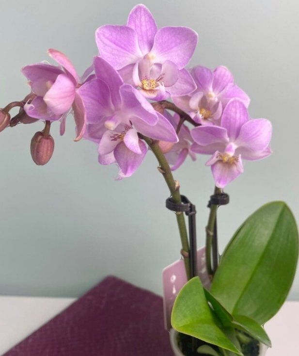 Piante & sementi: Mini  Orchidee WILD "Phalaenopsis" 20 cm Farbe ROSÉ – Nuovo e nell'imballaggio originale da Rovio venduto da POSITIFFARTandPLANTS