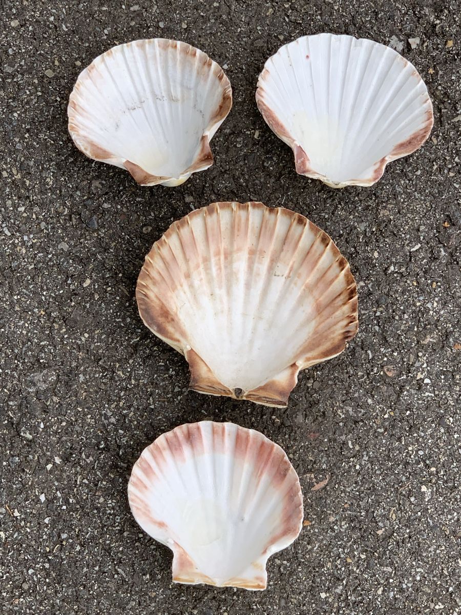 Fossili: „MUSCHELN“ – Usato da Wangen b. Olten venduto da Finolino28 1
