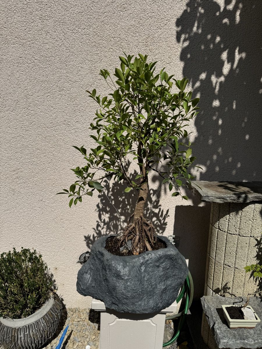 Piante & sementi: Ficus Bonsai im "Stein" 120cm – Usato da Rümlang venduto da Gruseh.ch 4