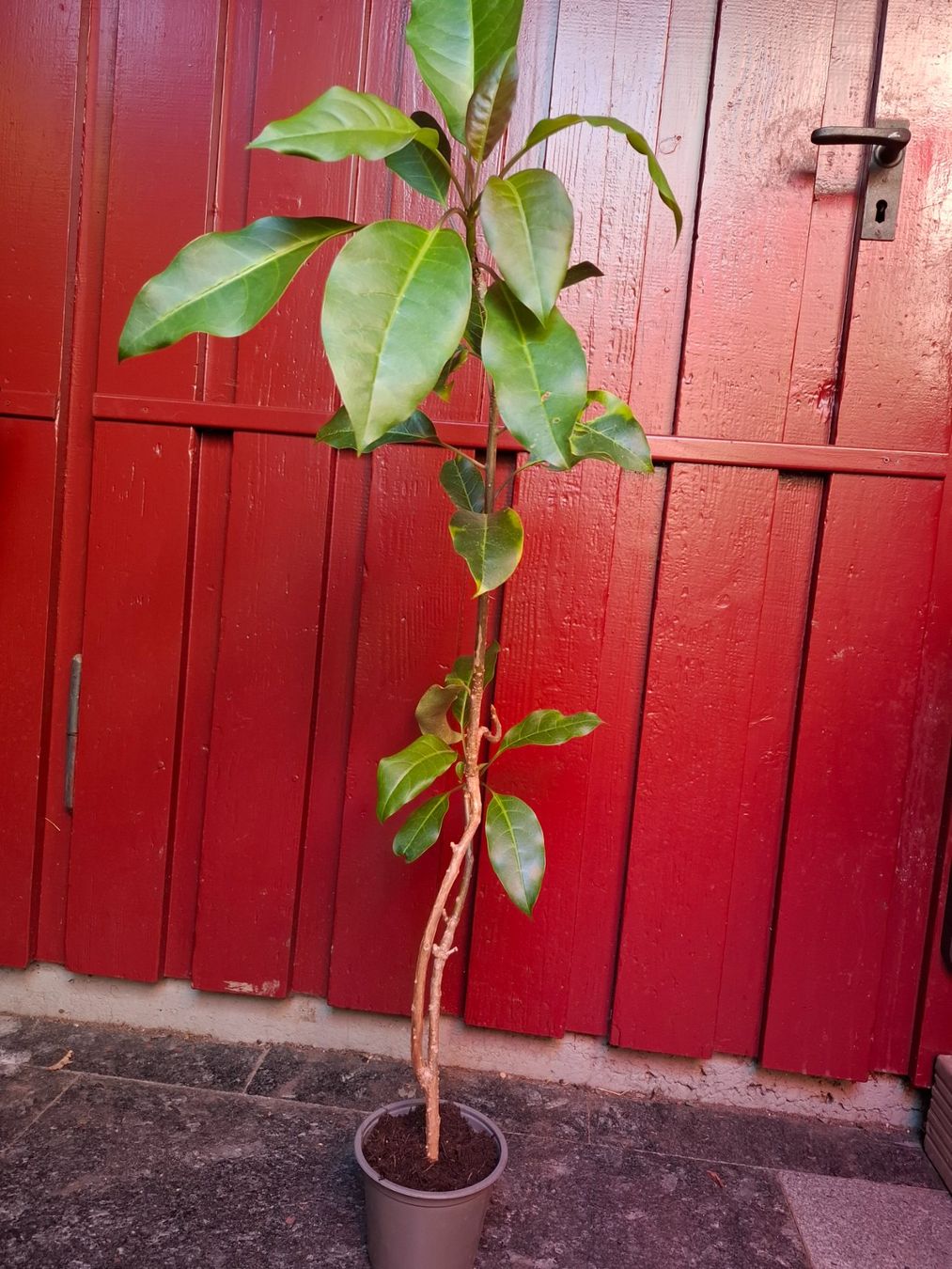 Plantes & graines: Pflanze Solandra maxima – D'occasion à Zürich par esap 1