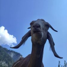 Profile image of GreyGardener