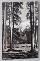 Waldpartie bei Engelberg