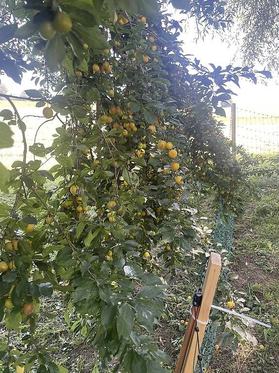 Bevande alcoliche: Mirabellenschnaps zu verkaufen – Usato da Ostermundigen venduto da samot72