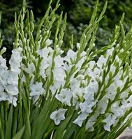 8 Zwiebeln XL (100 cm) Weißer Gladiolus "WHITE PROSPERITY".