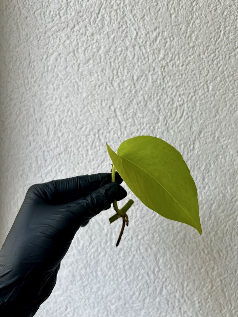 Piante & sementi: Pothos Néon boutures avec racines – Usato da Develier venduto da mel_qd2m 1