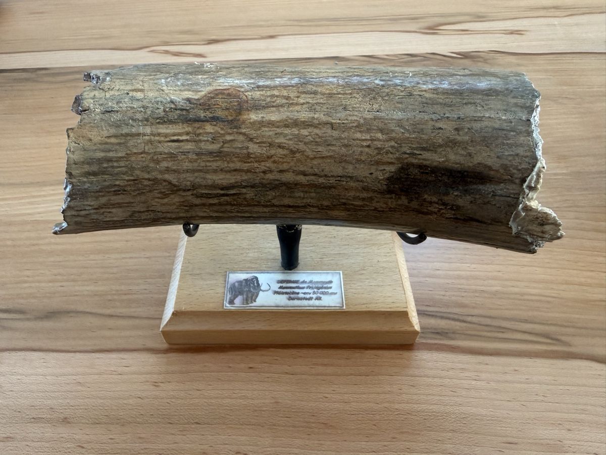 Fossili: Mammut-Stosszahn – Usato da Grenchen venduto da Bastet007