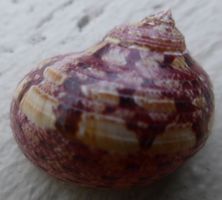 SCHÖNE PSEUDOSTOMATELLA PAPYRACEA, MUSCHEL-BESTE FARBEN