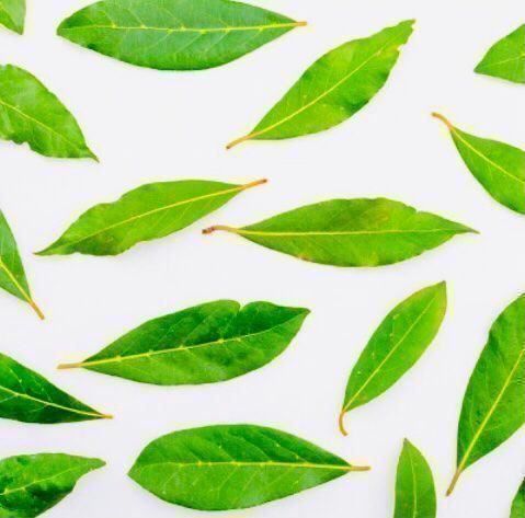 Lebensmittel & Spezialitäten: 100 STK FRISCHE TESSINER LORBEERBLATTER – Neu und originalverpackt aus Rovio von POSITIFFARTandPLANTS