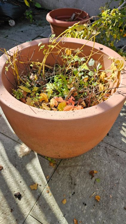 Hopfenpflanze Cascade im Topf Kaufen auf Ricardo