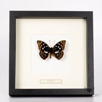 Japanischer Kaiser Schmetterling - Sasakia charonda