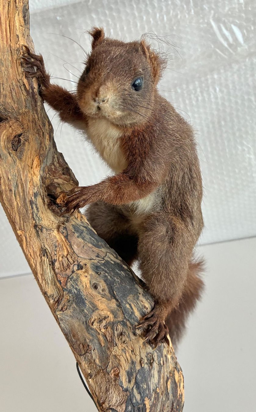 Il mondo degli animali: Eichhörnchen auf Holz – Usato da Bäretswil venduto da robsonantik 5