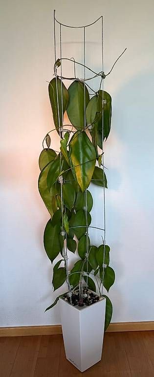 Piante & sementi: Hoya sangguensis Borneo – Nuovo (secondo la descrizione) da Bühler venduto da googelibear 4