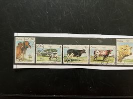 Kuba 1984  Lot  Kühe  gest.  (A965)