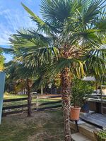 Tolle amerikanische Palme winterhart 
