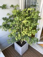 Japanischer Ahornbaum im modernen Topf
