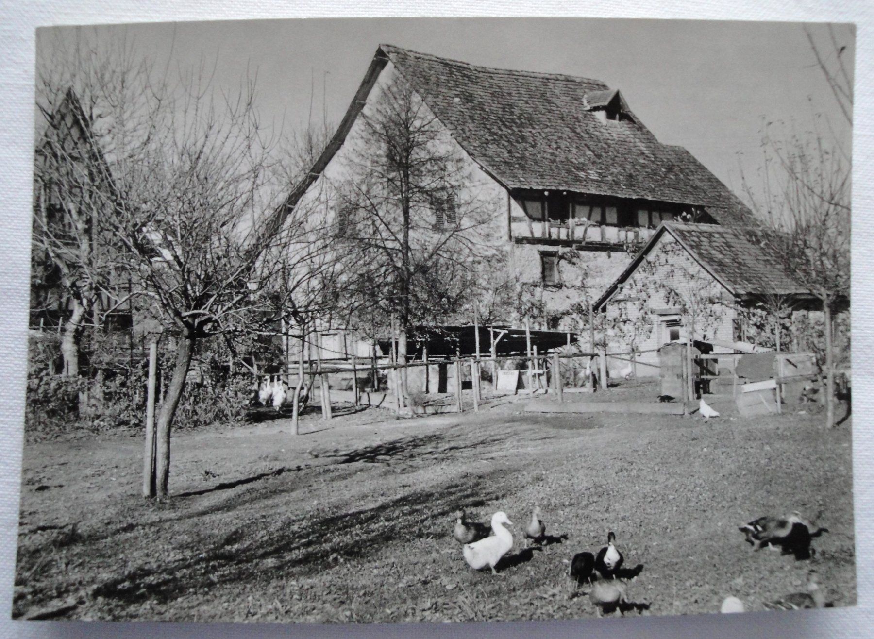 Cartoline postali: 5 schöne Ansichtskarten von Diessenhofen – Usato da Schaffhausen venduto da Hottschili 2