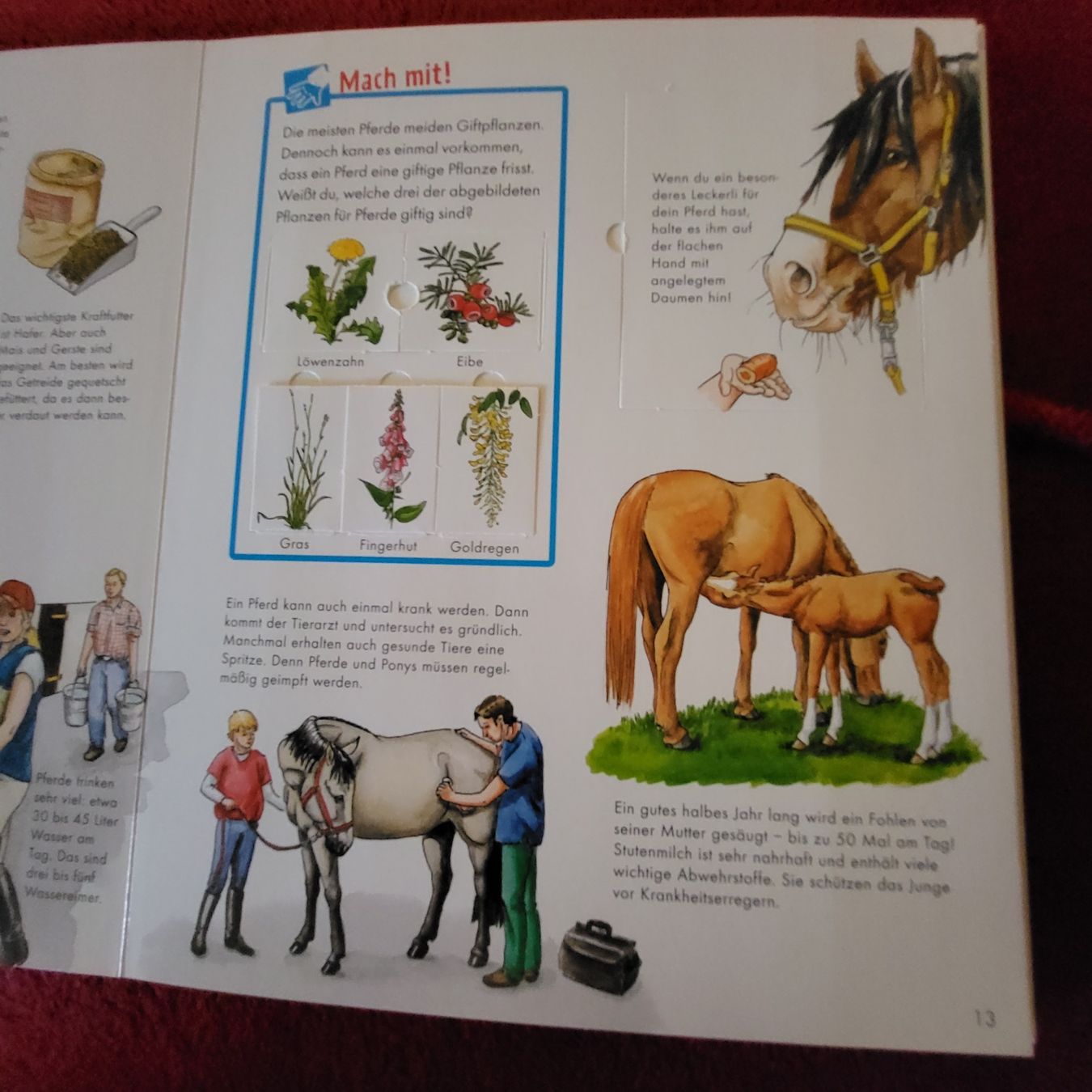Bücher: Was ist Was: Pferde & Ponys von 2011 – Neu (gemäss Beschreibung) aus Berikon von Zimmerlinde5 1