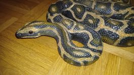 Deko Schlange gross,  Python, neuwertig, Dekoartik