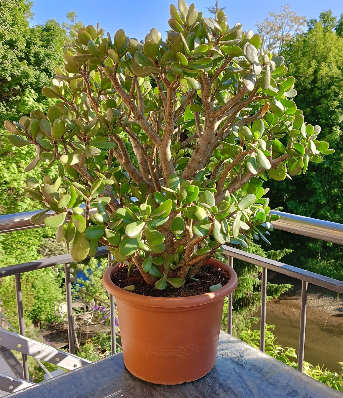 Piante & sementi: Geldbaum - Crassula ovata siehe Bilder – Nuovo (secondo la descrizione) da Augst BL venduto da Betsileo 1