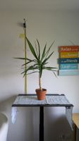 Yucca-Palme mit Stamm ca. 1 m im Terrakottatopf