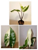 Alocasia Macrorrhiza "Black Stem" Variegata