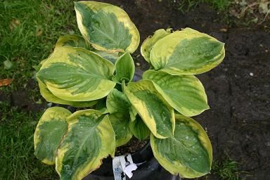 Piante & sementi: Hosta 'Carnival' 2 PLANTS – Nuovo (secondo la descrizione) da Bremblens venduto da FIBONACCI369 5