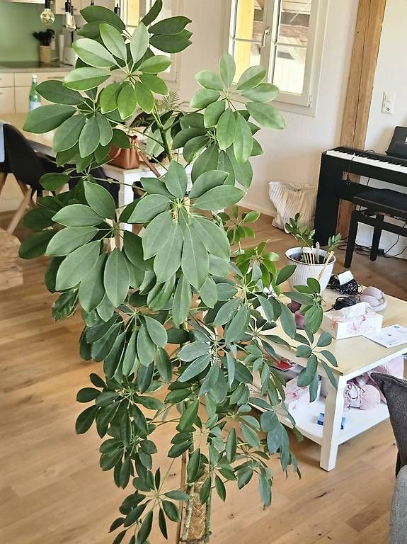 Plantes & graines: Schefflera Pflanze  – D'occasion à Mettmenstetten par noe_n 2