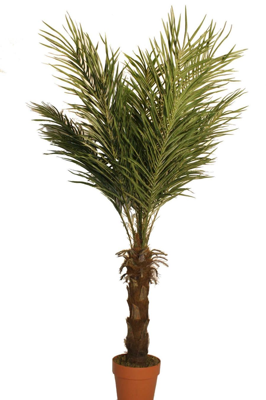 Piante e fiori finti: Decoflower Phönix Palme 150cm – Nuovo e nell'imballaggio originale da Däniken SO venduto da Profog1
