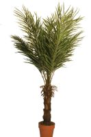Decoflower Phönix Palme Kunstpalme 150 cm mit Palmfaserstamm
