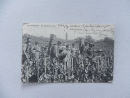 Karte Waadt 1907 Wein Traube Yverdon