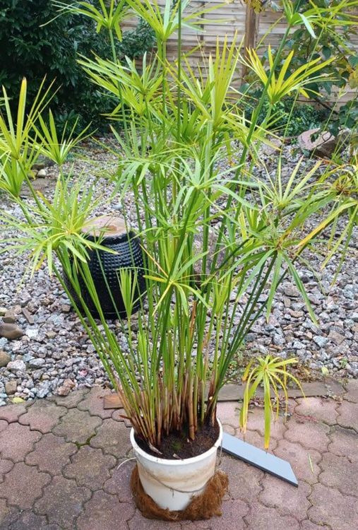Papyrus Pflanze Kaufen auf Ricardo