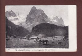 GSCHWANTENMAD - Rosenlauigletscher - Kühe - 1908