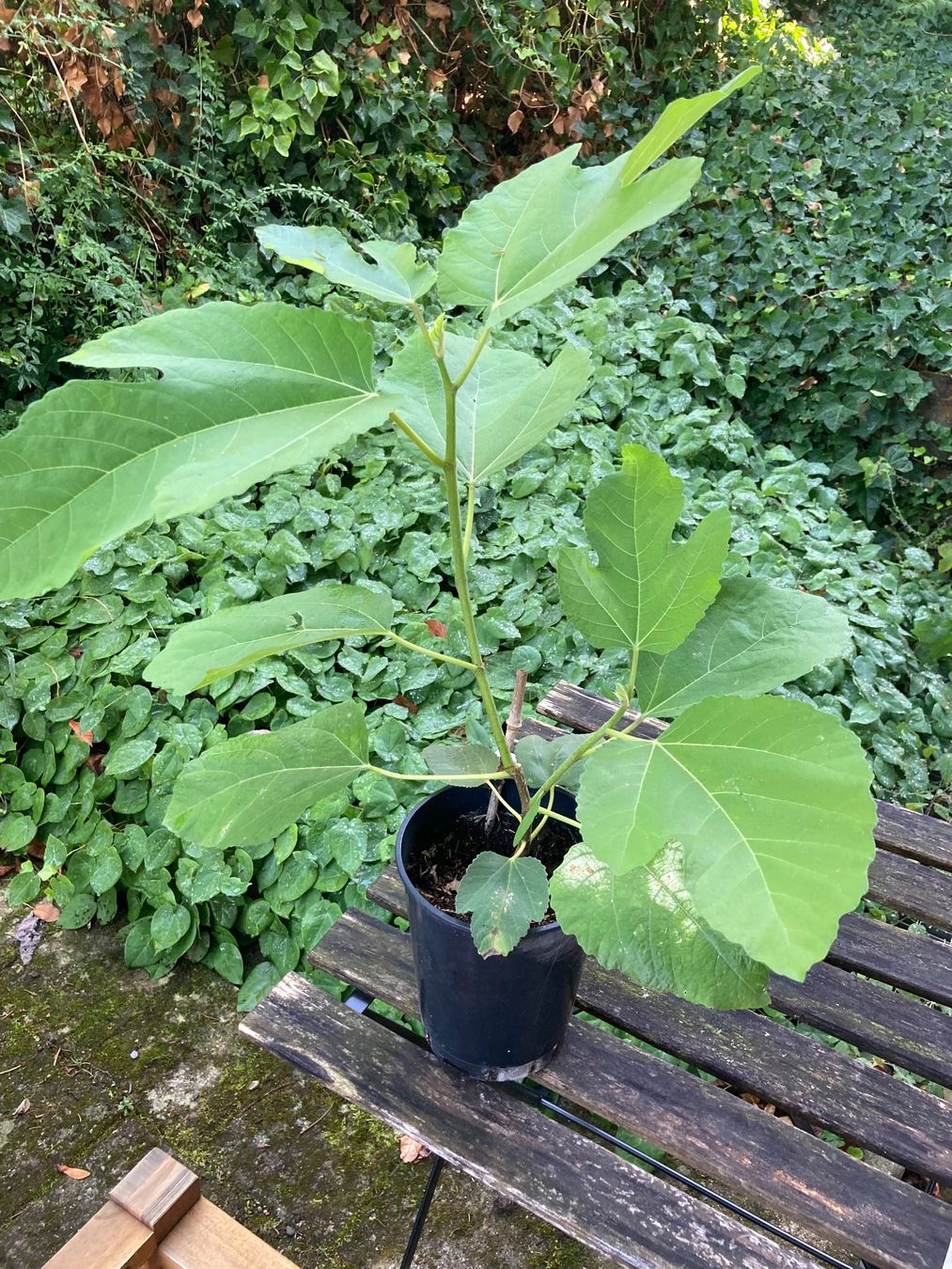 Piante & sementi: Feige Purple Jordan - junger Baum im Topf – Usato da Zürich venduto da aur_ydw6