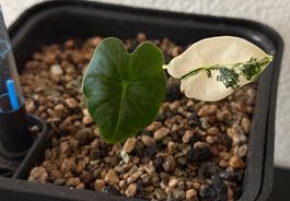 Alocasia Frydek Variegata, jung, 20cm