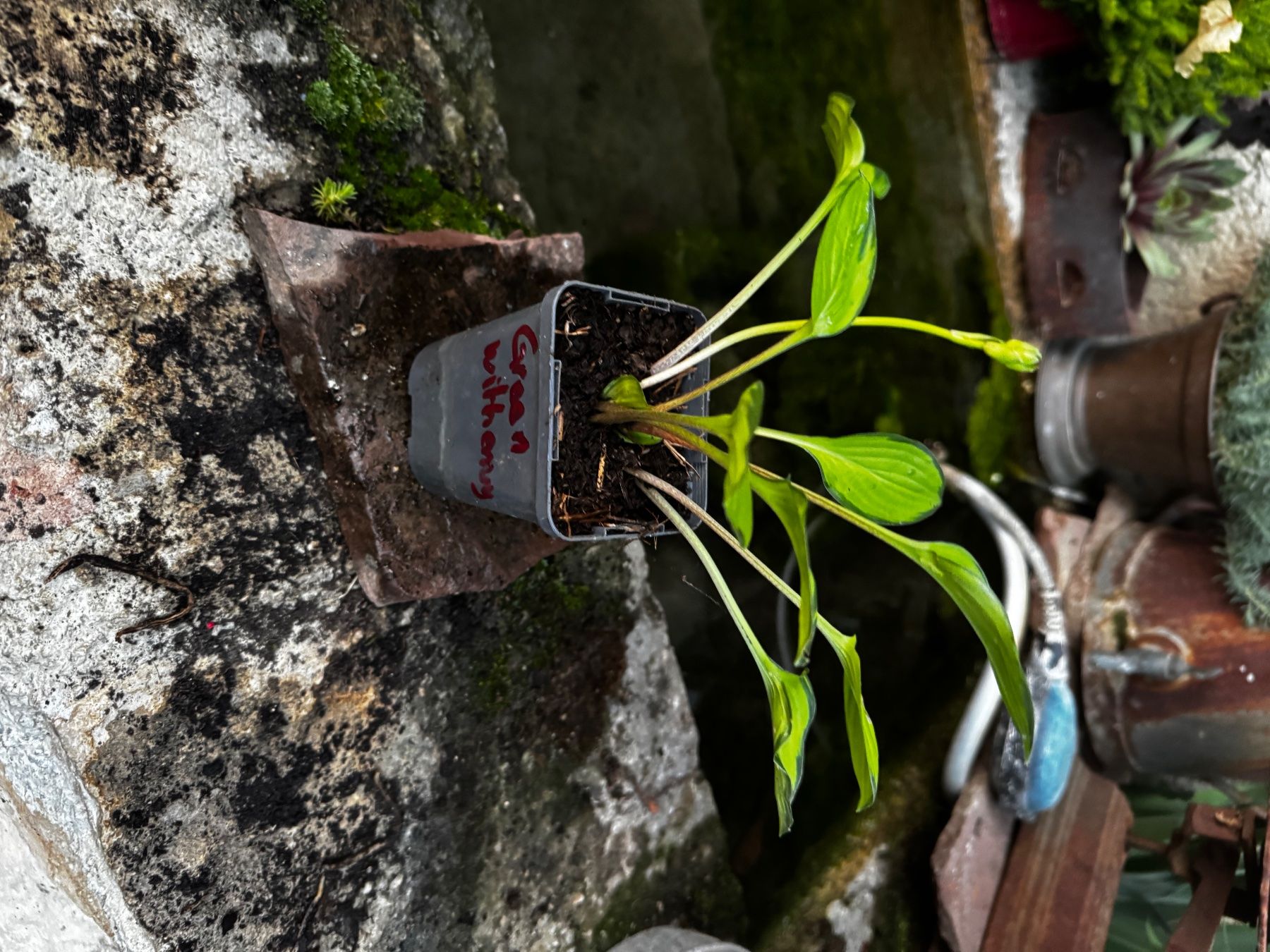 Pflanzen & Samen: Hosta Green With Envy – Gebraucht aus Lajoux JU von Briard0 1
